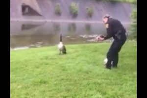 Mother goose 'hails' police to help free gosling (Video)