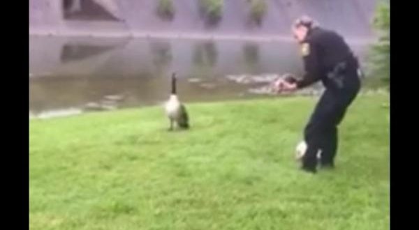 Mother goose ‘hails’ police to help free gosling (Video)