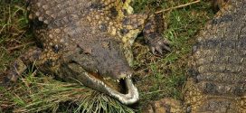 Nile Crocodiles Found in Florida, Researchers Confirm