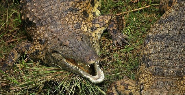 Nile Crocodiles Found in Florida, Researchers Confirm