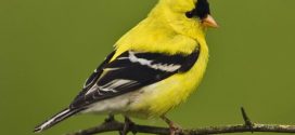 One-third of North American bird species 'in crisis', report finds
