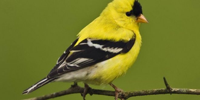 Over a third of North American bird species in danger, Report