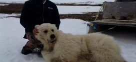 Rare Grizzly-polar bear hybrid believed killed in Canada
