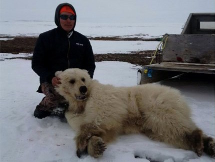 Rare Grizzly-polar bear hybrid believed killed in Canada (Photo)