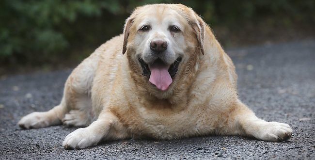 Researchers find the hunger gene making labradors crazy about food