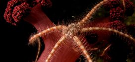 Researchers map biodiversity of deep oceans, find surprising varieties of life
