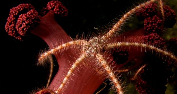 Researchers map biodiversity of deep oceans, find surprising varieties of life