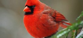 Researchers uncover gene-coded enzyme responsible for red in birds