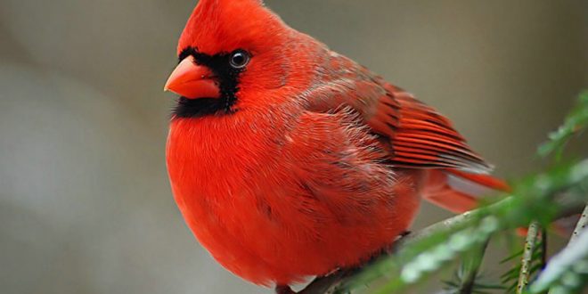 Researchers uncover ‘gene-coded enzyme’ responsible for red in birds