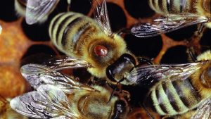 Scientists Complete First Assessment of State’s Bees