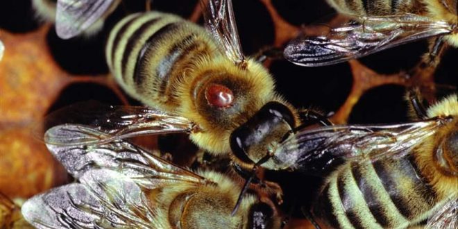 Scientists Complete First Assessment of State’s Bees