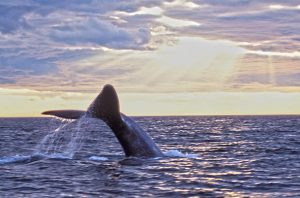Scientists turn to public via Whale Alert app to help track down missing whales