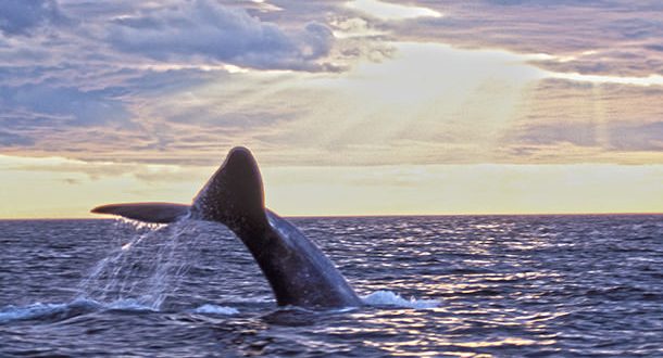 Scientists turn to public via Whale Alert app to help track down missing whales