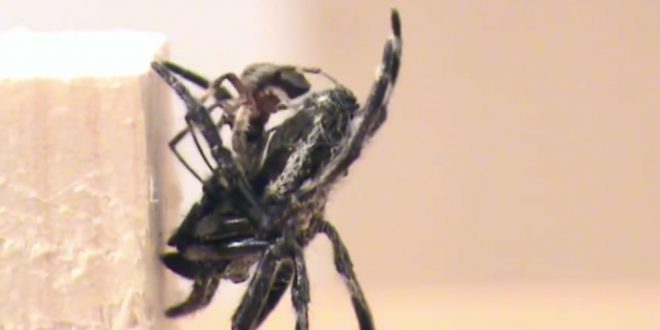 Spider behaviors include oral sexual encounters, says new research
