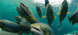 Study finds disease in BC farmed salmon