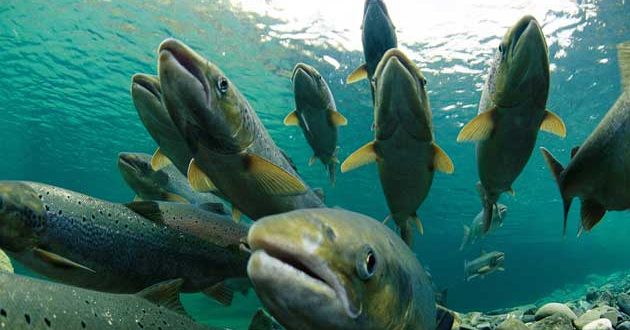 Study finds disease in BC farmed salmon
