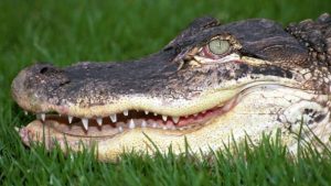 Two alligators found eating dead human body in US
