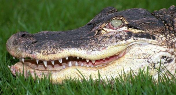 Two alligators found eating dead human body in US