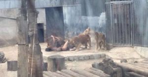 Two lions killed in Chile zoo as they maul naked suicidal man (Video)