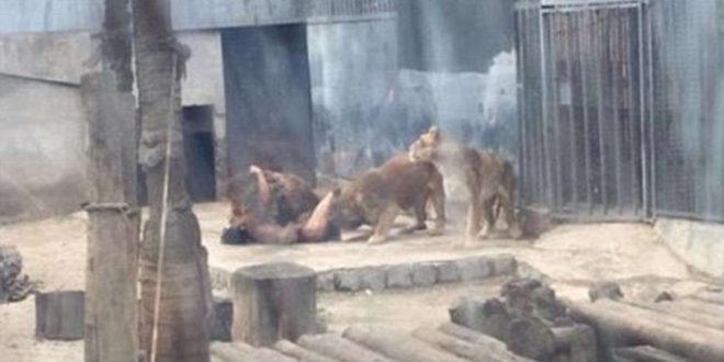 Two lions killed in Chile zoo as they maul naked suicidal man (Video)