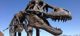 Tyrannosaurus Rex likely had lips, says Toronto paleontologist