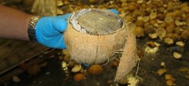 US border agents find drugs stuffed inside coconuts