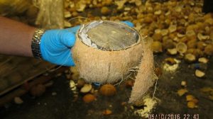 US border agents find drugs stuffed inside coconuts