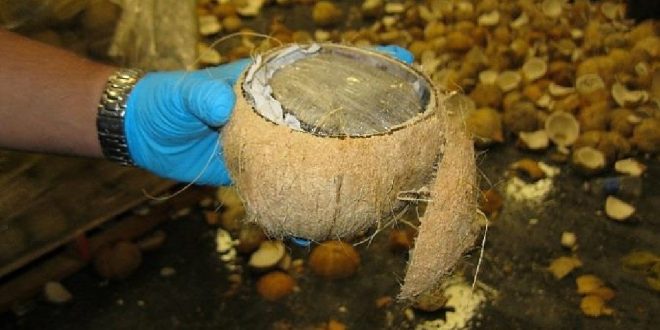 US border agents find drugs stuffed inside coconuts (Photo)