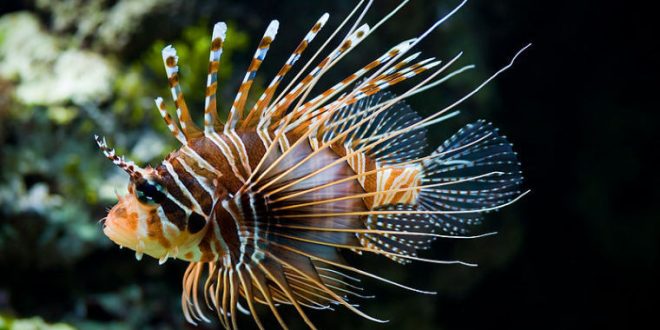 Whole Foods Selling Lionfish in Florida stores, sans venom
