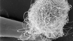 Why Fruit Fly Sperm Are Giant Size matters