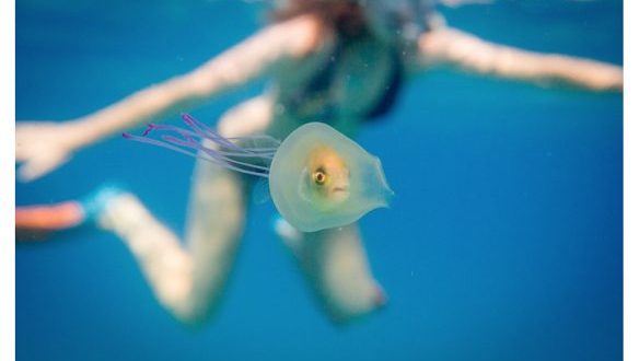 Aussie photographer discovers fish trapped inside jellyfish (Photo)