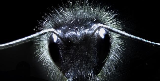 Bees guided to flowers by invisible electric fields, says new study