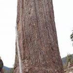 Big Lonely Doug Measured and Confirmed as Canada's 2nd Largest Douglas-fir Tree