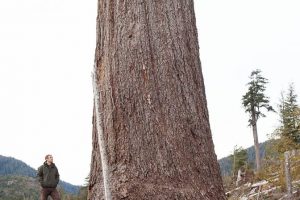 Big Lonely Doug Measured and Confirmed as Canada's 2nd Largest Douglas-fir Tree