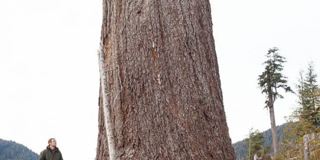 Big Lonely Doug Measured and Confirmed as Canada’s 2nd Largest Douglas-fir Tree