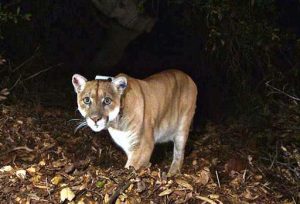 Boy, five, mauled by mountain lion