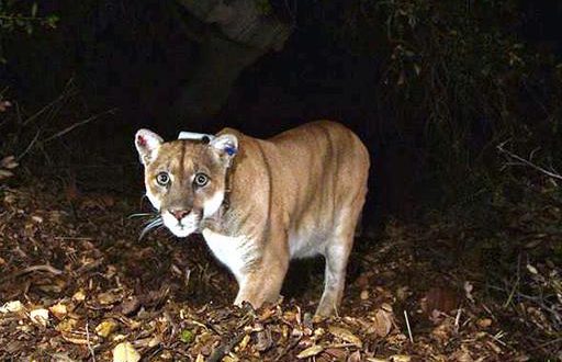 Boy, five, mauled by mountain lion