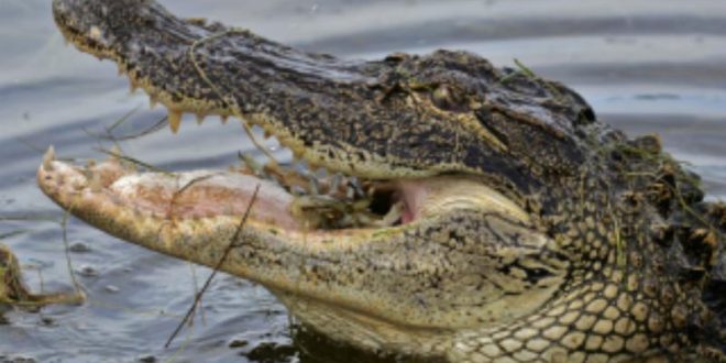 Can you really escape an alligator if you run in a zigzag?