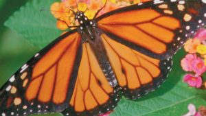 Citizens Being Asked to Help Save Monarch Butterflies in Canada, Report