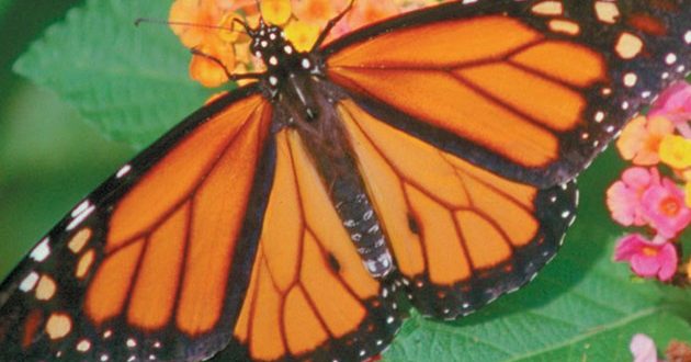 Citizens Being Asked to Help Save Monarch Butterflies in Canada, Report