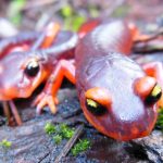 Deadly Fungus Threatens Salamander Population, Report
