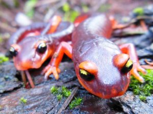 Deadly Fungus Threatens Salamander Population, Report