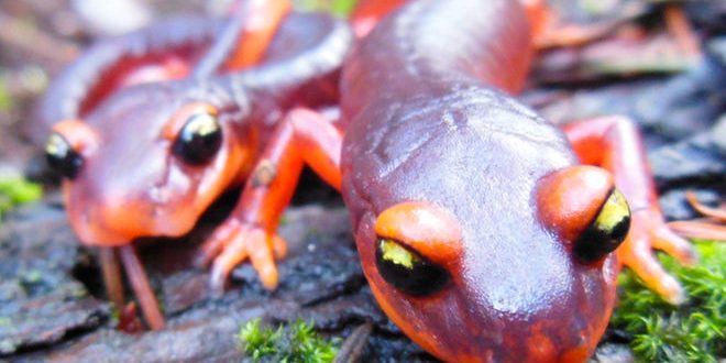 Deadly Fungus Threatens Salamander Population, Report