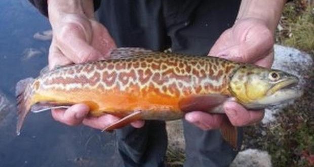 Diamond Lake: Inaugural stocking of tiger trout