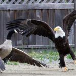 Eagle and Canada goose battle caught on camera (Video)
