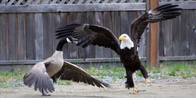Eagle and Canada goose battle caught on camera (Video)