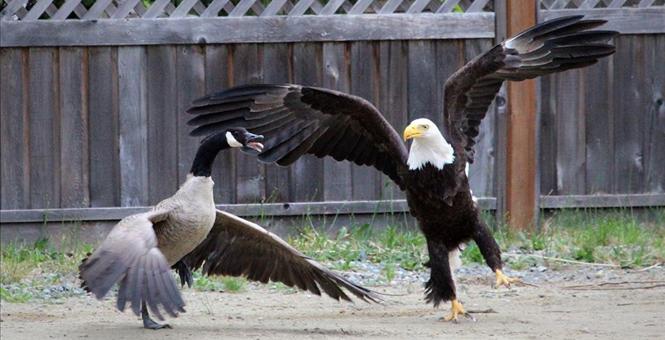 golden goose battle brothers download