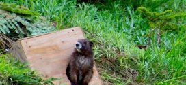 Five Marmots Released to Mt Washington