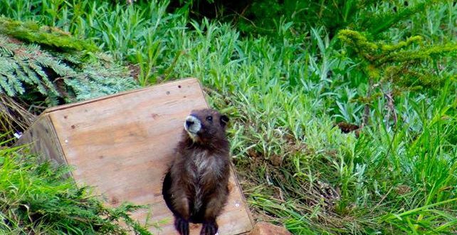 Five Marmots Released to Mt Washington