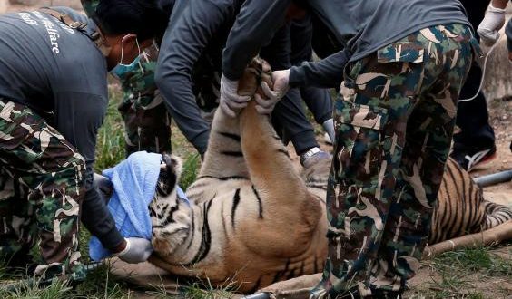 Forty dead tiger cubs found in freezer at Thai temple